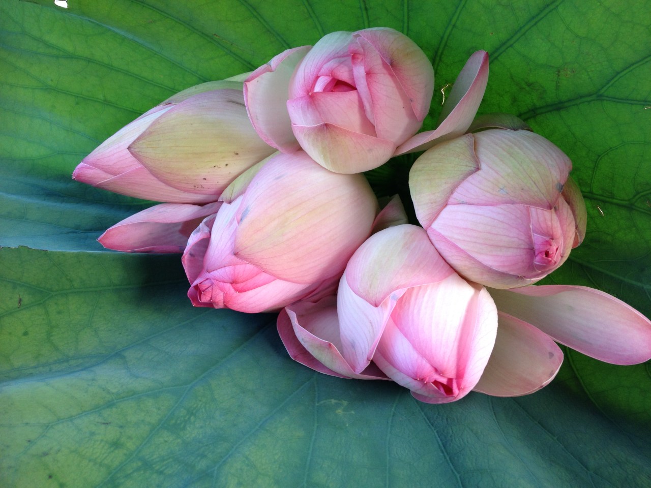 Srinagar  श्रीनगर, Kashmir कश्मीर –&nbsp;Inde