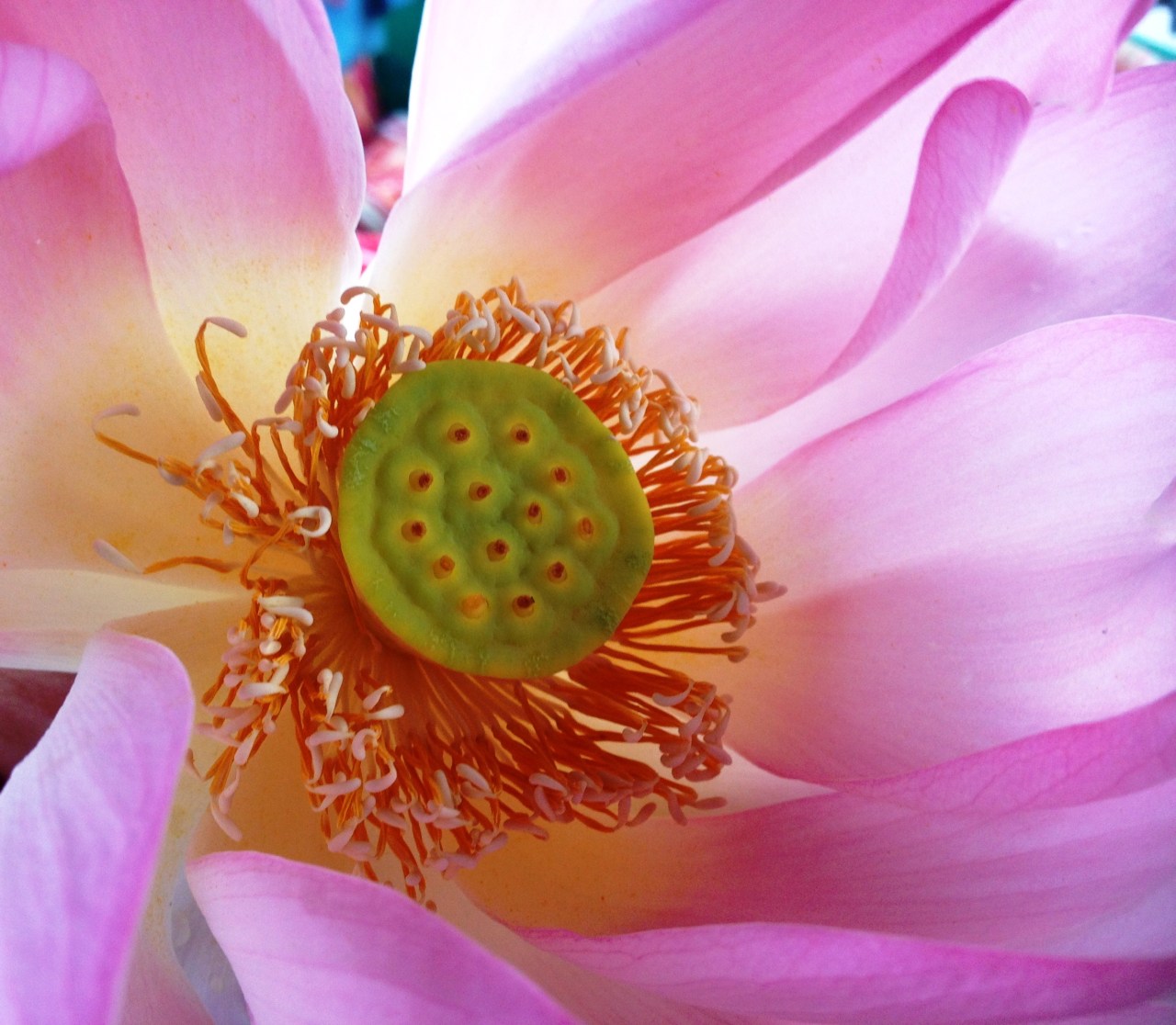 Srinagar  श्रीनगर, Kashmir कश्मीर – Inde – épisode&nbsp;2