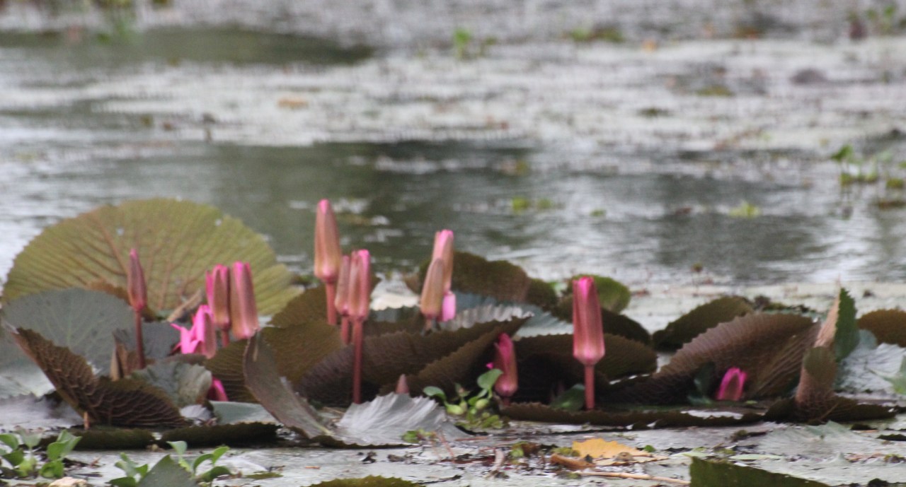 Les Backwaters –&nbsp;Inde