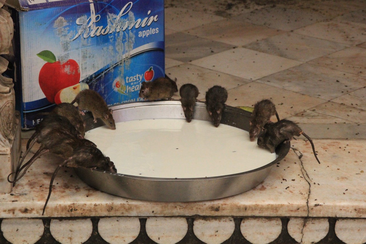 Rajasthan – Deshnok –  Inde – épisode&nbsp;4