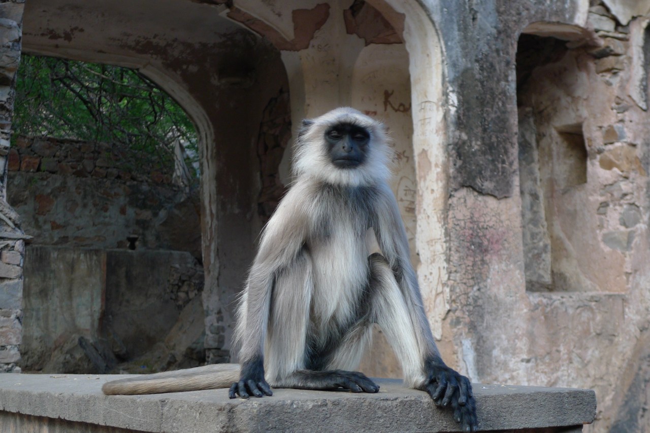 Rajasthan – Temple des singes Jaipur –  Inde – épisode&nbsp;3