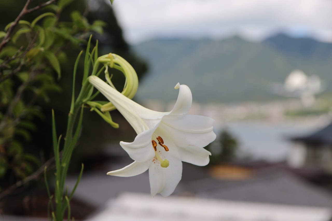 Miyajima et le temple de&nbsp;Daisho-In