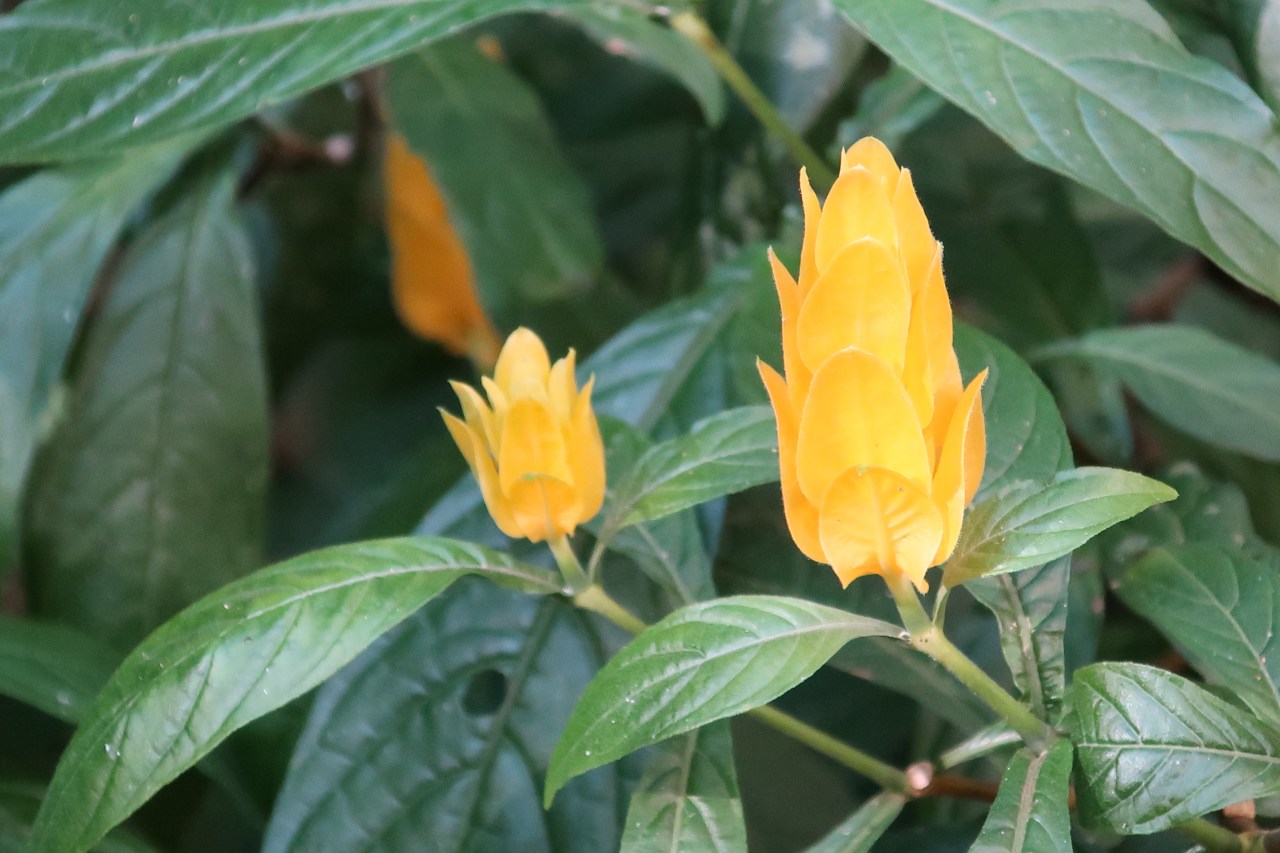 Un temple bouddhiste là où on ne l‘attend pas ! Où ????  Au Brésil, à Iguaçu&nbsp;!