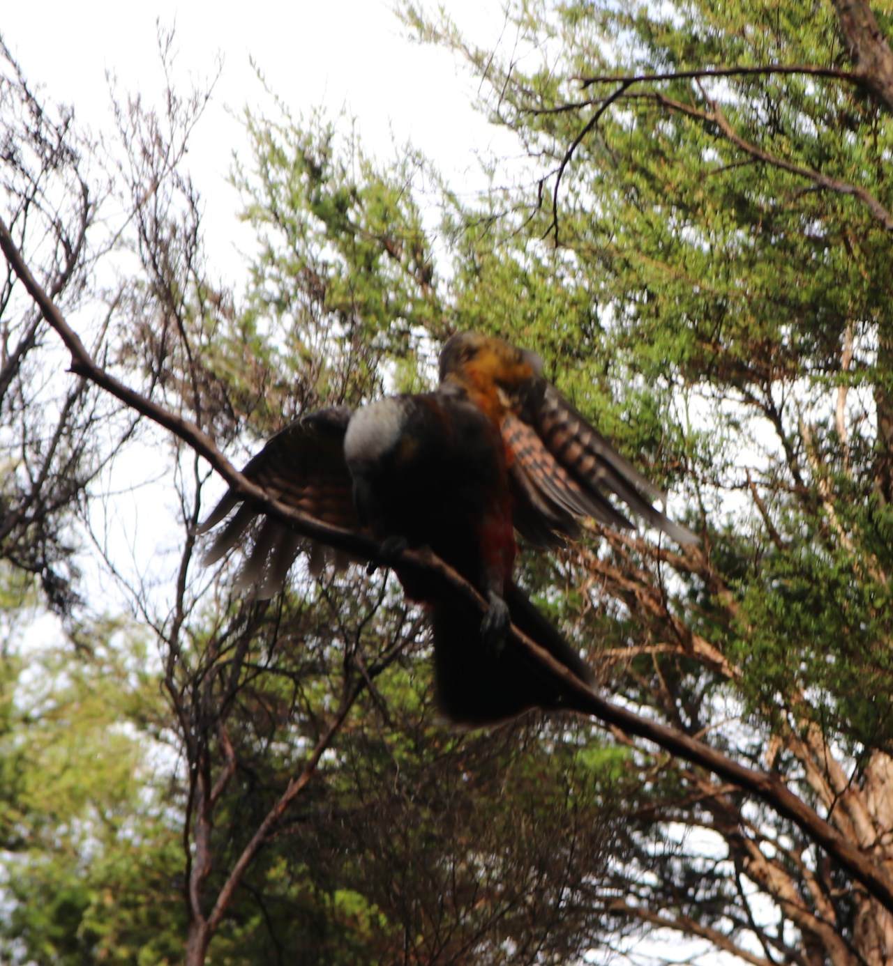 IMG_9520 - Copie kaka