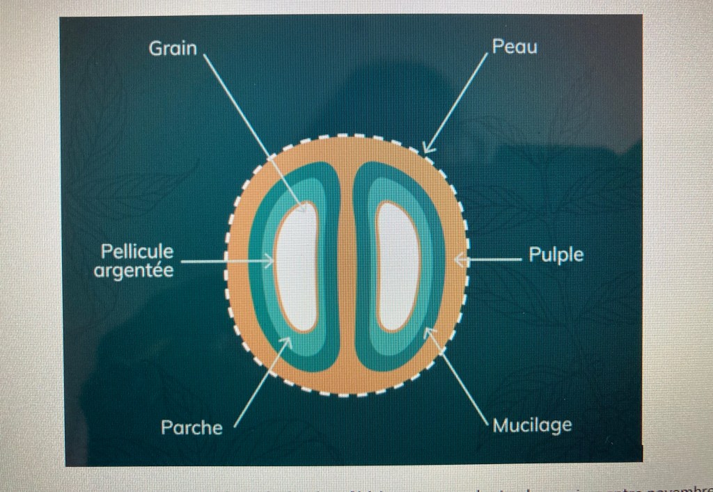 vue en coupe d'une cerise de café